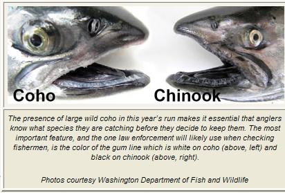 fish-comparison-odfw.jpg
