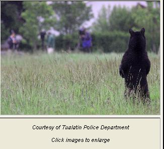 Black bear spotted in village of Tully, schools keep kids inside