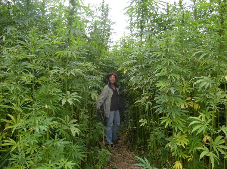 hemp-crop-marijuanna-pot