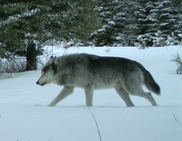 Oregon wolves increase 10