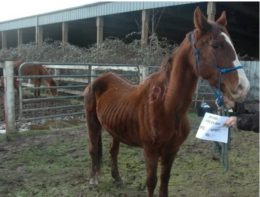 abused horses photos